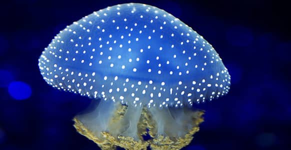 'Electric Fish' Vs. Hypnosis: Pain Relief Through The Ages 'Electric Fish' Vs. Hypnosis: Pain Relief Through The Ages