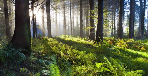 What's In A Name? The Aesop Advantage And Why It's Fundamental To Hypnosis What's In A Name? The Aesop Advantage And Why It's Fundamental To Hypnosis