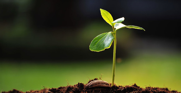 Planting Hypnotic Seeds In Others Planting Hypnotic Seeds In Others