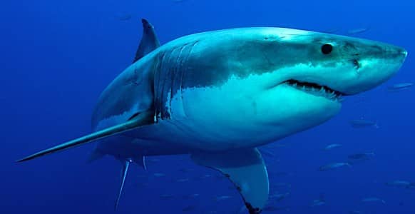 How To Hypnotize A Chicken And Invert A Shark: The Hypnotic Induction Techniques You Probably Shouldn’t Try At Home! How To Hypnotize A Chicken And Invert A Shark: The Hypnotic Induction Techniques You Probably Shouldn’t Try At Home!