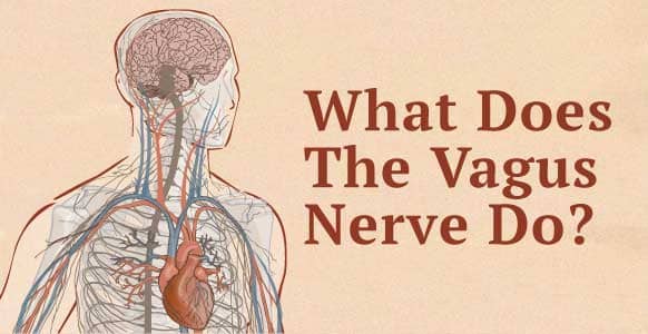 What Does The Vagus Nerve Do & How Can You Stimulate It?